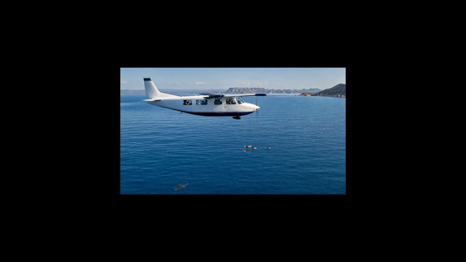 Kleines Forschungsflugzeug über offenem Adriameer mit auftauchenden Delfinen und einer Meeresschildkröte