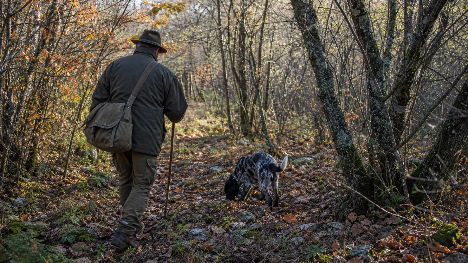 Ein Trüffelsucher und sein Hund arbeiten behutsam im herbstlichen Eichenwald des istrischen Hinterlands