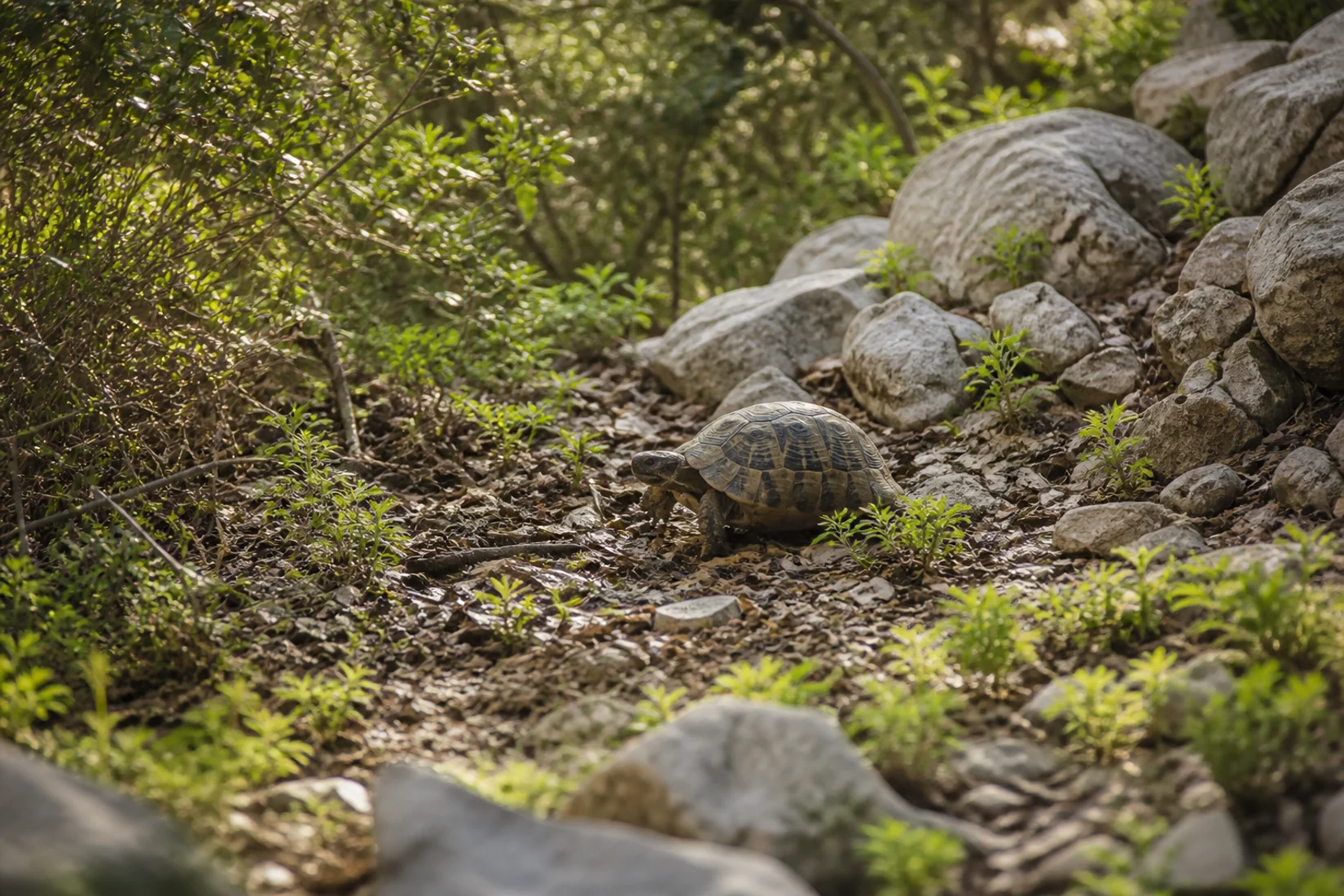 Eine Landschildkröte bewegt sich durch mediterranes Buschland auf felsigem Boden