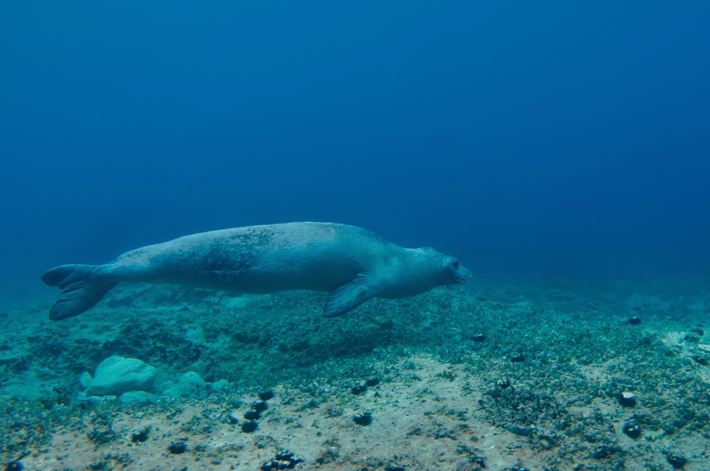 Eine Mittelmeer-Mönchsrobbe schwimmt seitlich unter Wasser vor der Küste von Pula