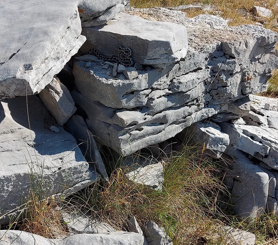 Gut getarnter Poskok zwischen hellen Kalksteinen in Kroatien