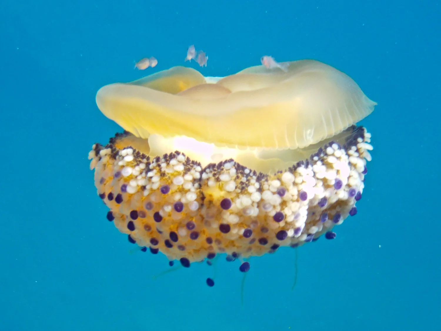 Spiegeleiqualle unter Wasser mit mehreren kleinen Fischen dicht über ihrem Schirm