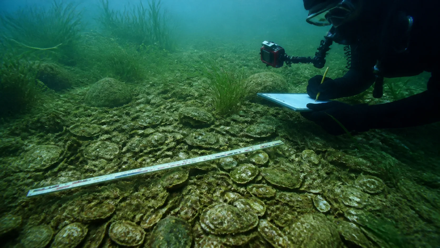 Unterwasser-Dokumentation eines kleinen natürlichen Flachausternbestands