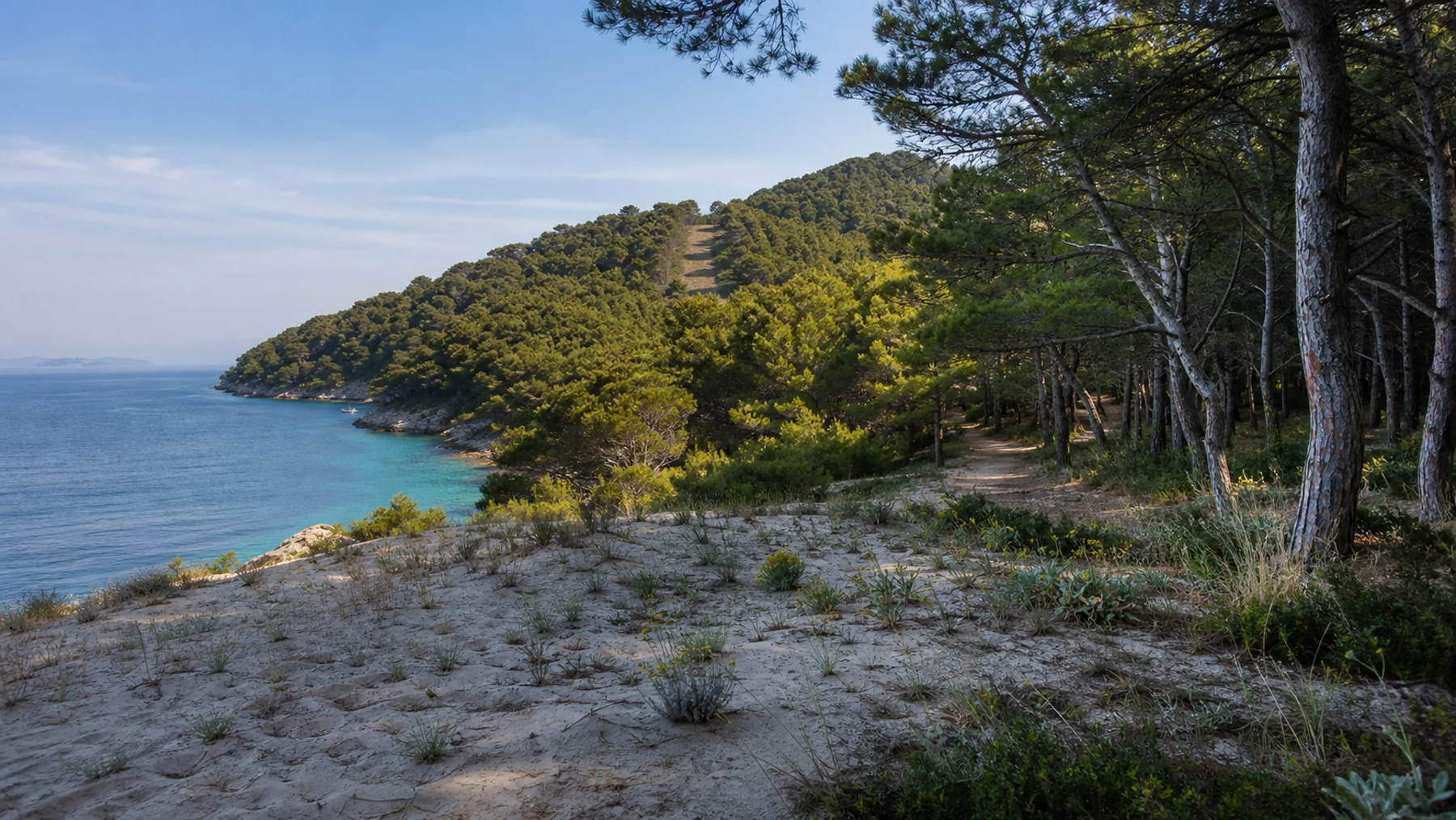 Junge Dünenvegetation trifft an Mljets Küste auf mediterranen Kiefernwald