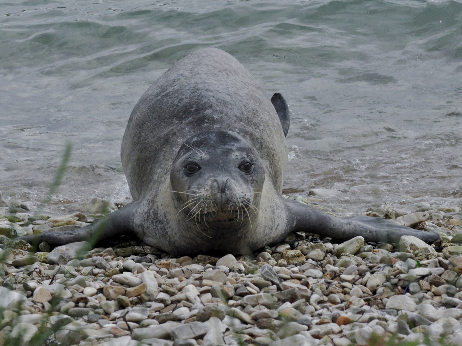 Mittelmeer-Mönchsrobbe ruht auf einem Kiesstrand an der kroatischen Adriaküste