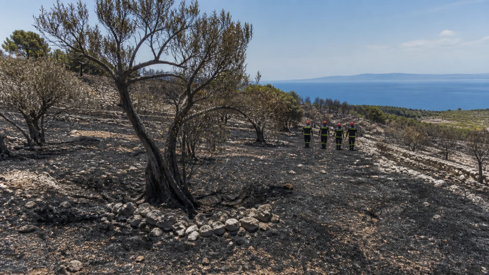 Feuerwehr untersucht verkohlte Vegetation und Olivenbäume in dalmatinischer Küstenlandschaft
