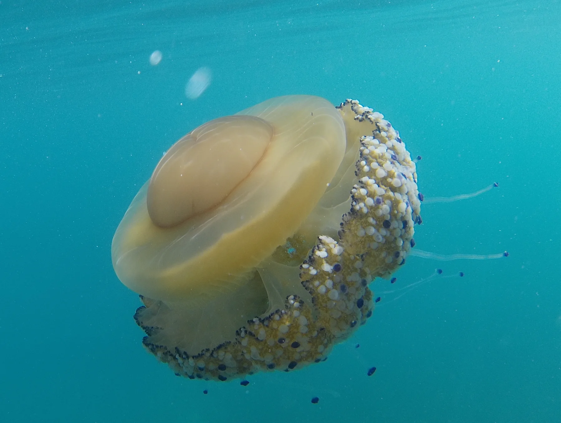 Spiegeleiqualle mit gelbbraunem Schirm und weiß-violetten Endknöpfchen unter der Wasseroberfläche