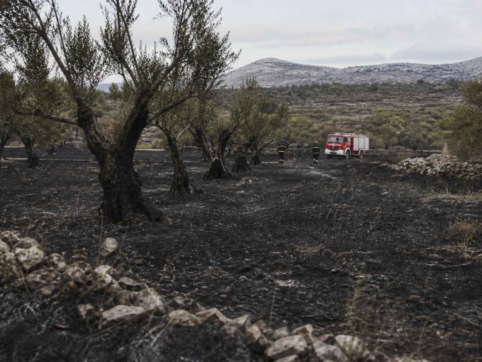 Verbrannter Olivenhain in einer dalmatinischen Karstlandschaft mit Feuerwehrfahrzeug im Hintergrund